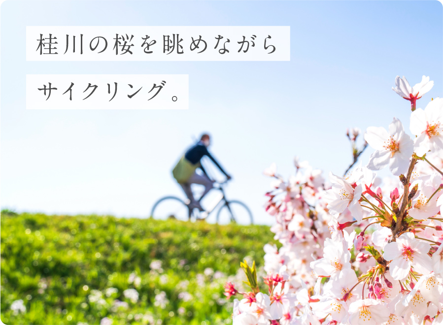 桂川の桜を眺めながらサイクリング。