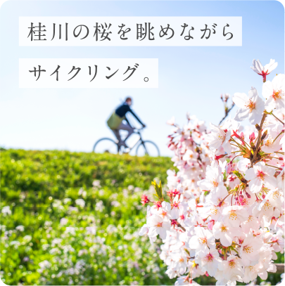 桂川の桜を眺めながらサイクリング。